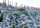 Pérdidas millonarias por las heladas que arrasaron con un 60% en la producción de frutillas