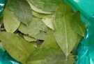 Buscan la legalización de la hoja de coca para regular su comercio en Salta y Jujuy