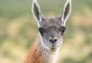 Impulsan una ley para la conservación de la vicuña en Salta