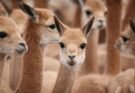 Impulsan una ley para promover el desarrollo económico a partir del aprovechamiento sustentable de la vicuña