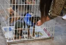 Buscan reforzar la protección animal con un proyecto de Código Municipal