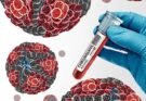 Chikungunya: 51 nuevos casos y el 96% se concentra en el NOA