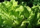 Estados Unidos registra las primeras muertes por un brote de ciclosporiasis vinculado a lechuga contaminada