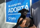 Sumá un amigo de cuatro patas: horarios, requisitos y lugar de la nueva jornada de adopción en Salta