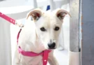 Bienestar animal: los Móviles de Castración recorrerán nuevos barrios de Salta