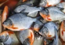 Semana del Pescado en el Mercado San Miguel: conocé los precios, ofertas y horarios de los anexos